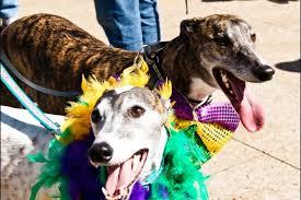 greyhound-mardi-gras image greyhound mardi gras